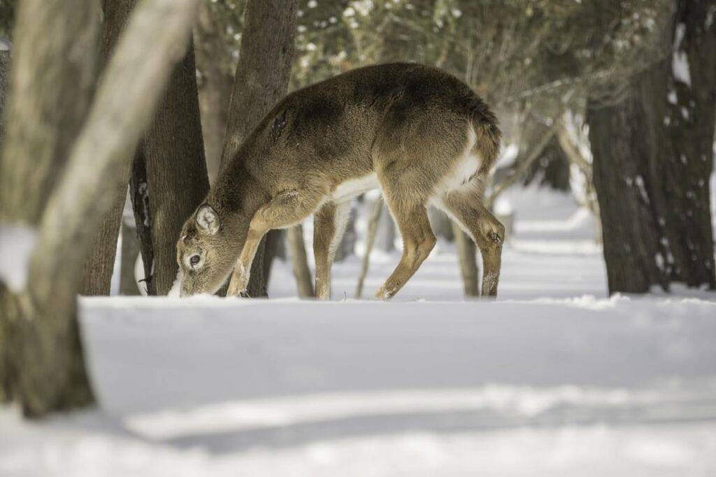 Muzzleloader Hunting: Everything You Need to Know